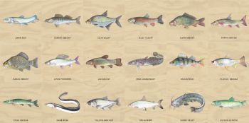 Edukační panel - Pexeso - Ryby na stěnu