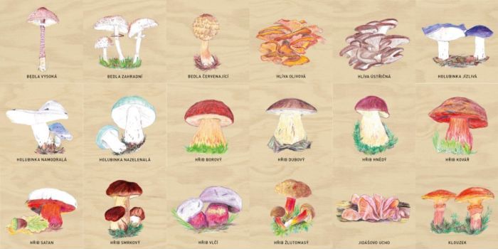 Edukační panel - Pexeso - Houby na stěnu