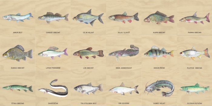 Edukační panel - Pexeso - Ryby na stěnu